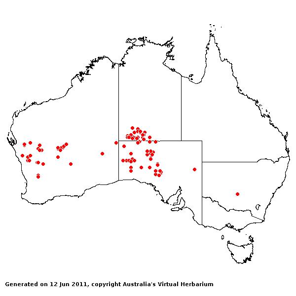 Thyridolepis multiculmis AVH 2011