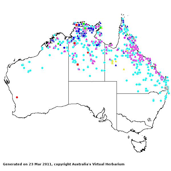 Schizachyrium AVH 2011
