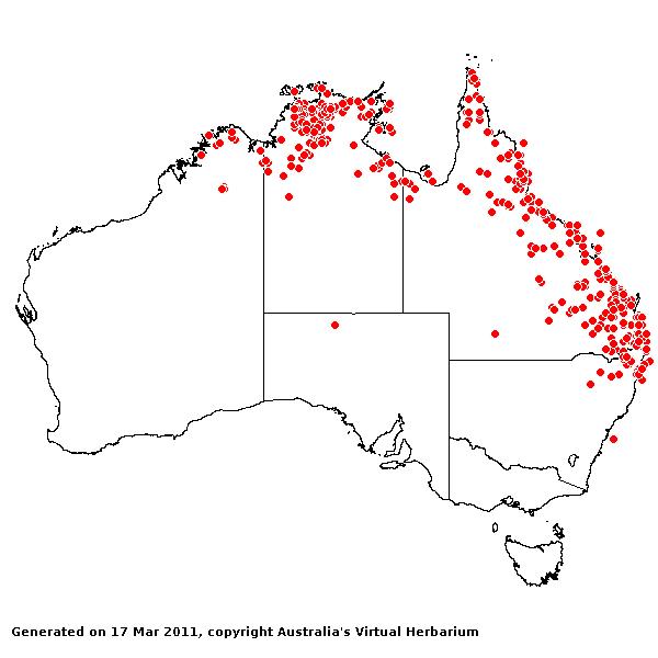 Alloteropsis semialata AVH 2011