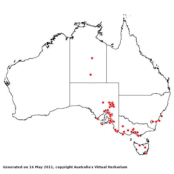 Polypogon viridis AVH 2011