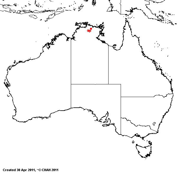 Micraira compacta AVH 2011
