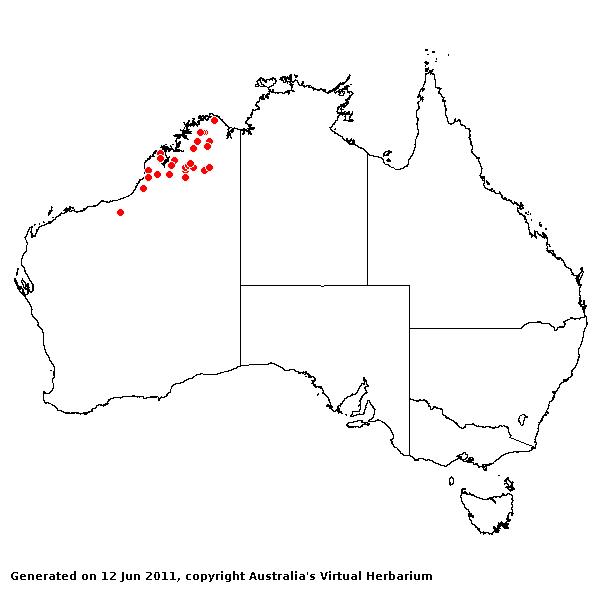 Troidia acutispicula AVH 2011