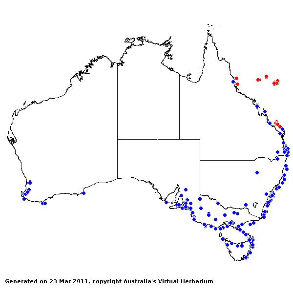 Stenotaphrum AVH 2011