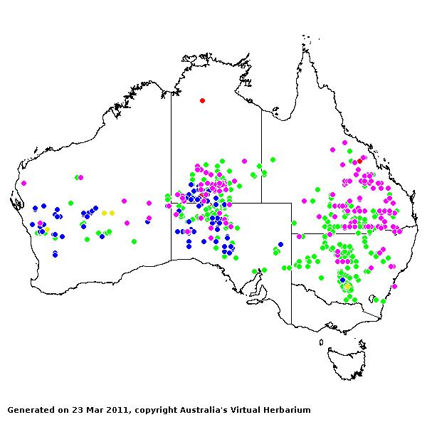 Thyridolepis AVH 2011
