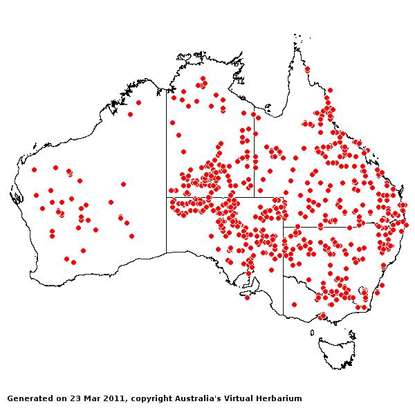 Tripogon loliiformis AVH 2011