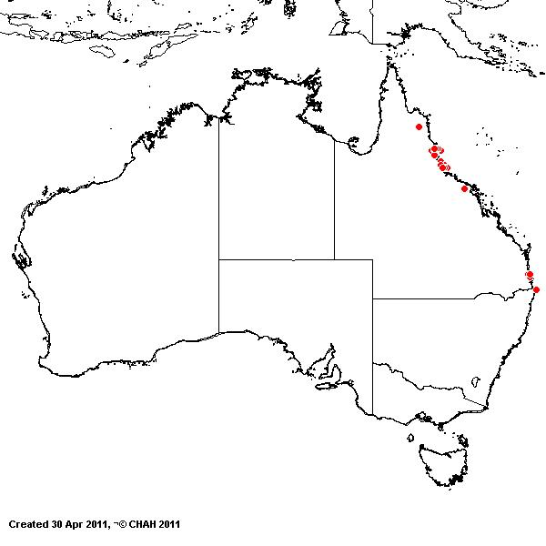 Micraira subulifolia AVH 2011