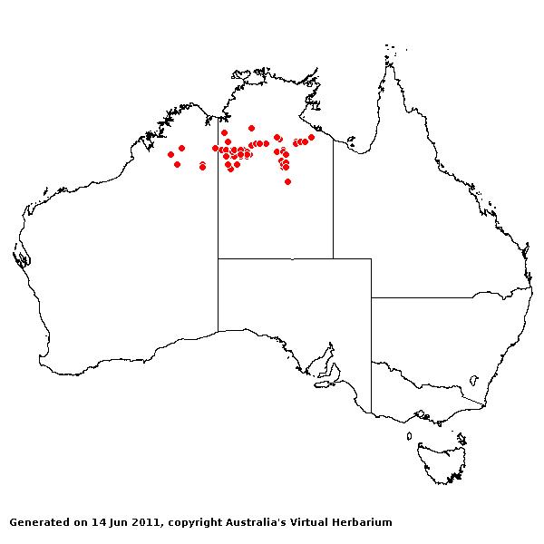 Triodia inutilis AVH 2011