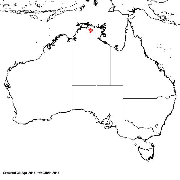 Micraira viscidula AVH 2011