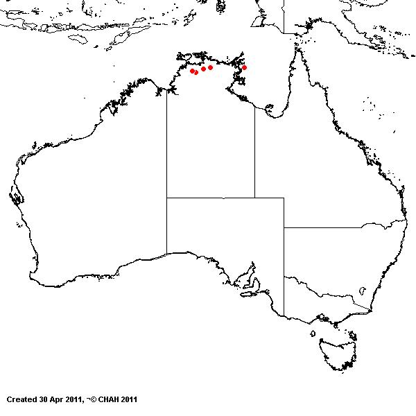 Microchloa indica AVH 2011