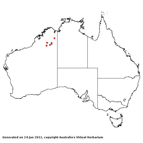 Triodia inaequilobq AVH 2011