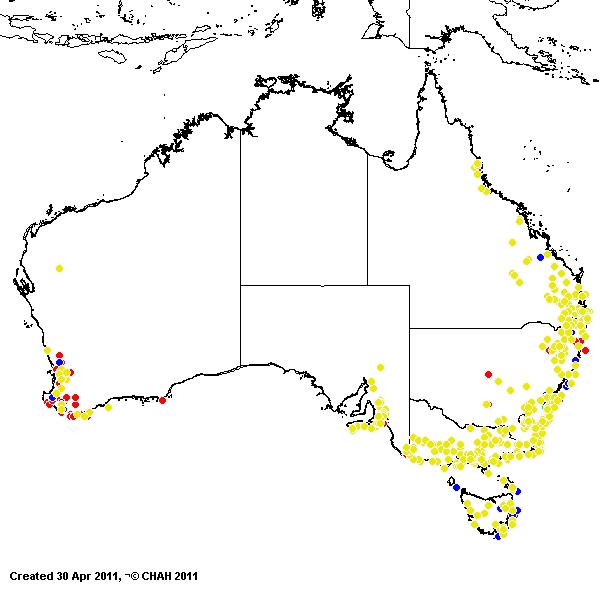 Microlaena stipoides avh