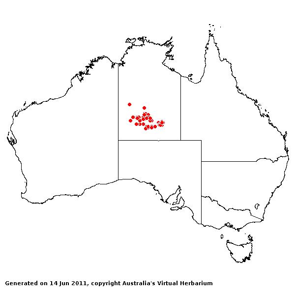 Triodia hubbardii AVH 2011
