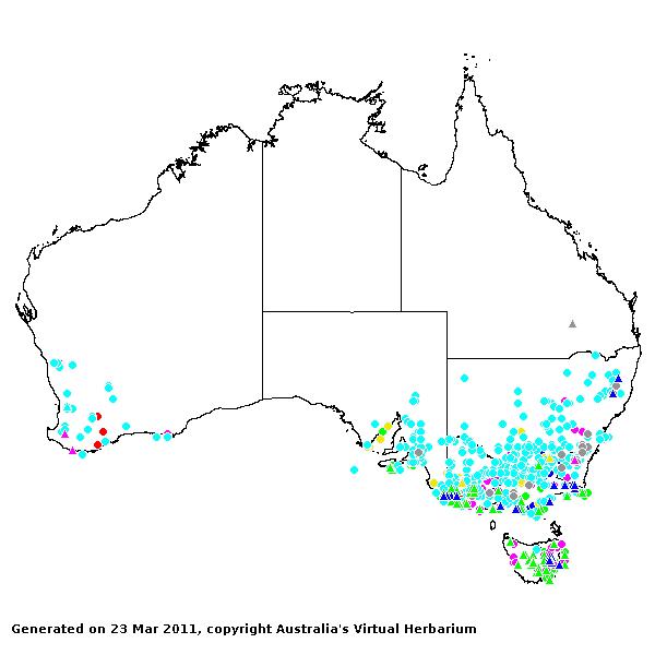 Amphibromus AVH 2011