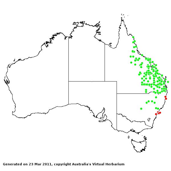 Ancistrachne AVH 2011