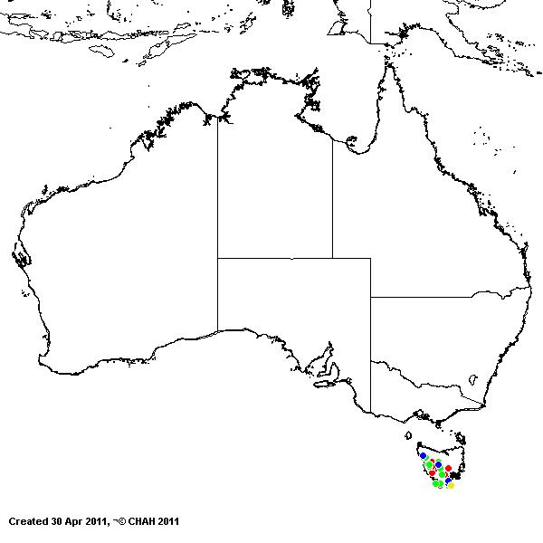 Micrlaena tasmanica AVH 2011