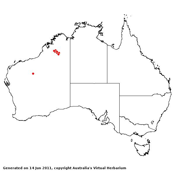 Triodia pascoeana avh