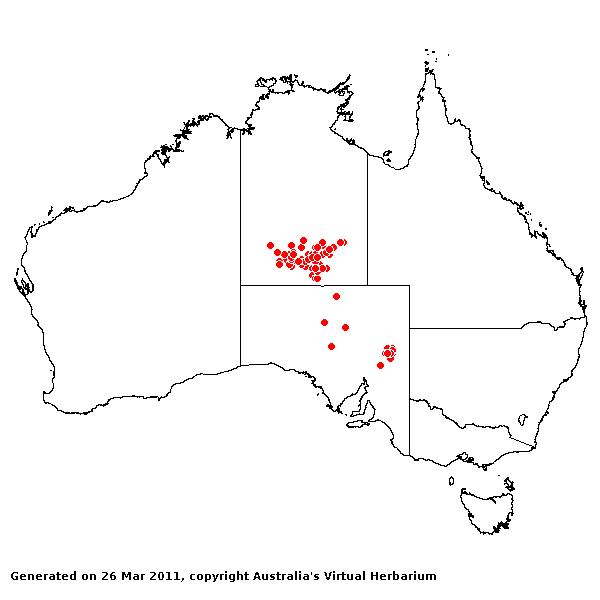 Aristida arida AVH 2011