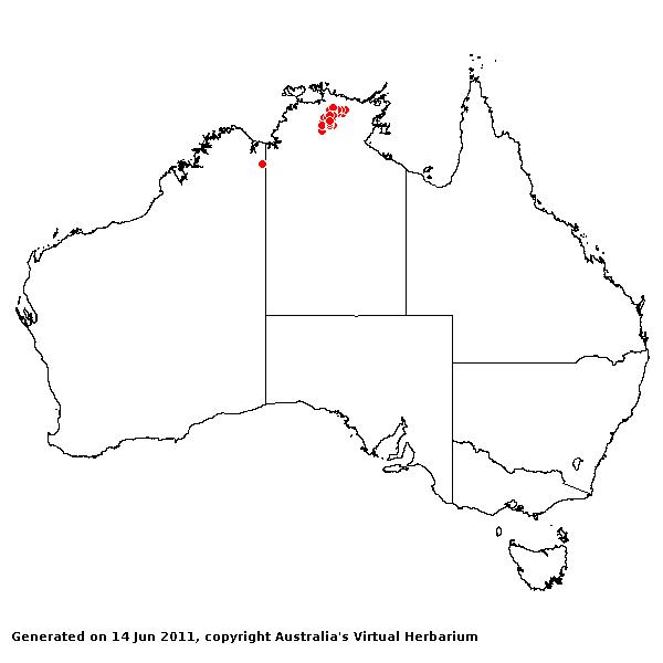 Triodia plectrachnoides AVH 2011