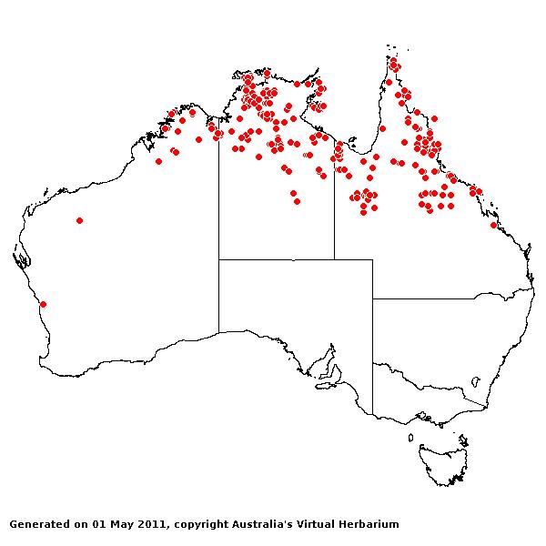 Mnesithea formosa AVH 2011