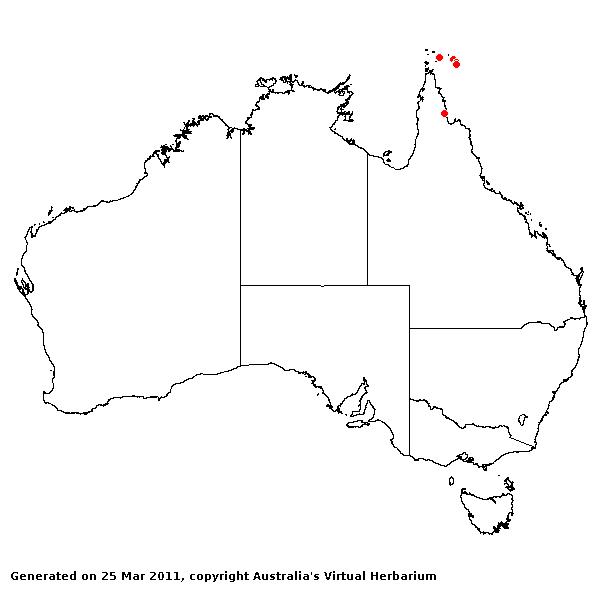 Apluda mutica AVH 2011