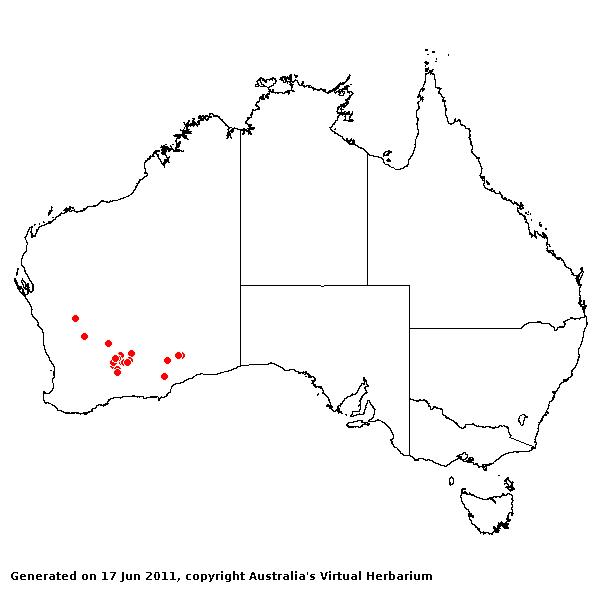 Triodia tomentosa AVH 2011