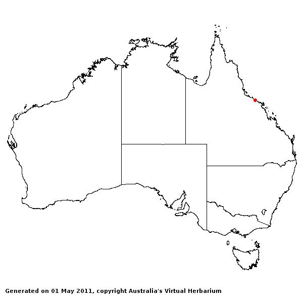 Mnisithea pilosa avh