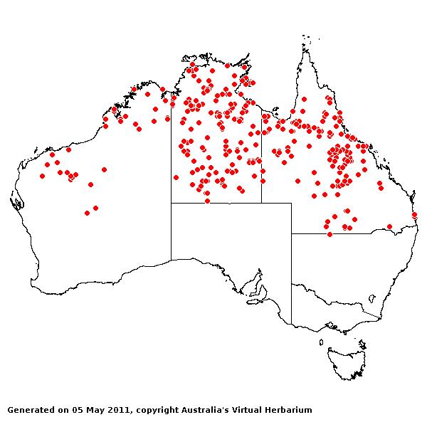 Paspalidium rarum AVH 2011