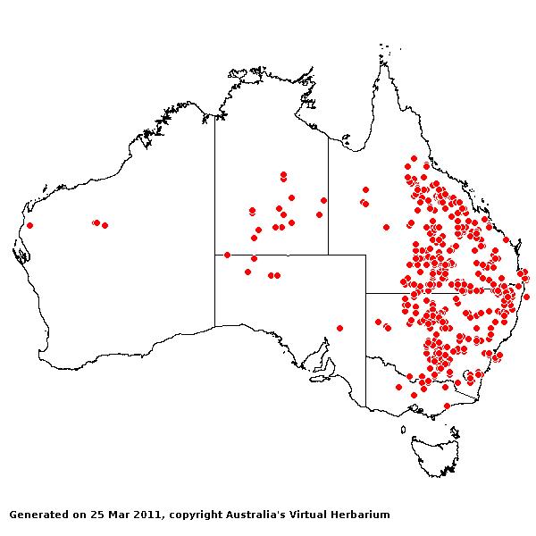 Aristida jerichoensis AVH 2011