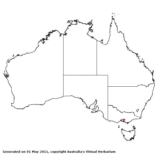 Nassella charruana AVH 2011