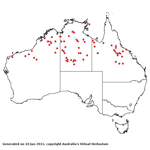 Urochloa holosericea subsp. velutina AVH 2011
