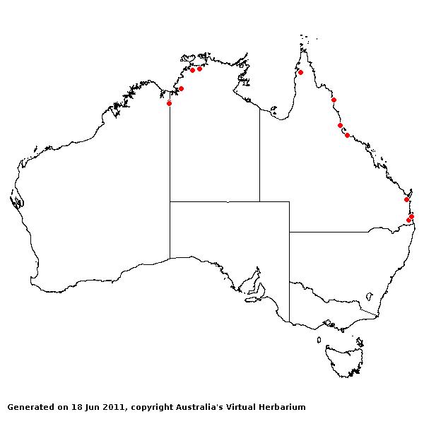 Urochloa humidicola AVH 2011