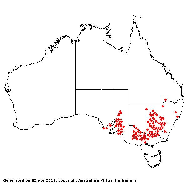 Aristida behriana AVH 2011