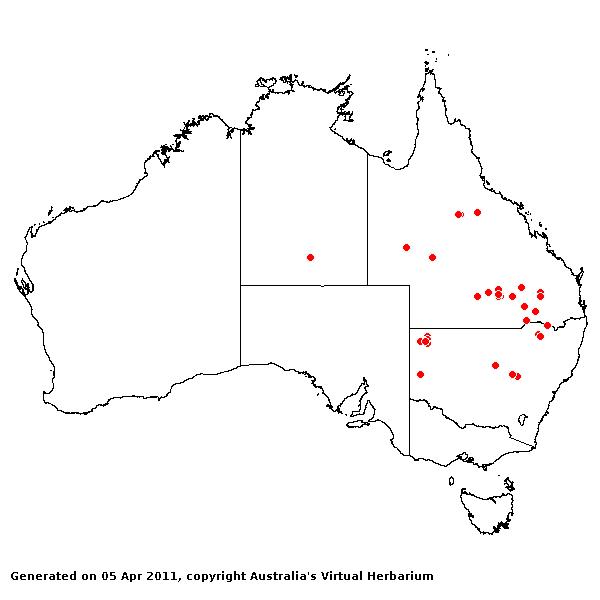Aristida blakei AVH 2011