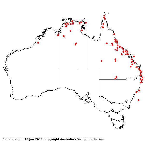 Urochloa mutica AVH 2011