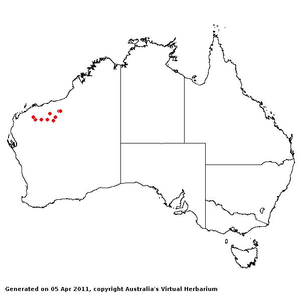 Aristida burbidgeae AVH 2011