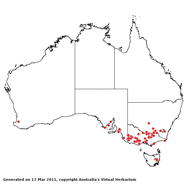 Amphibromus macrorhinus AVH 2011