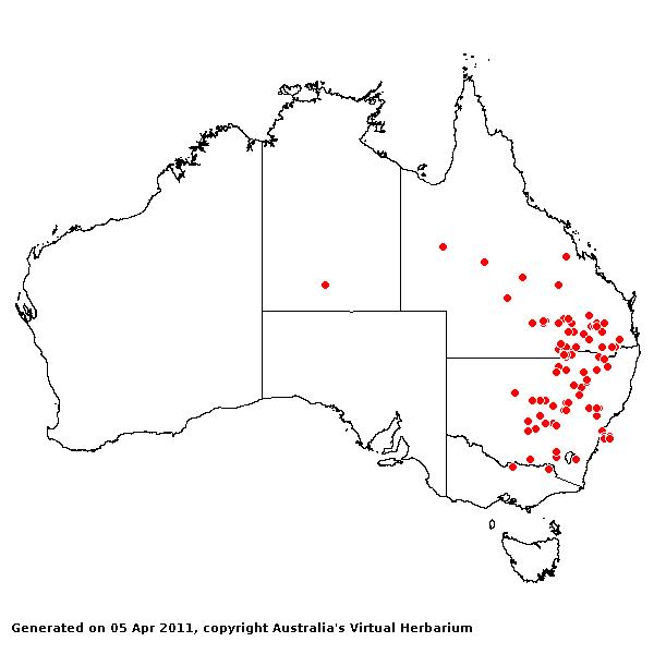 Aristida echinata AVH 2011