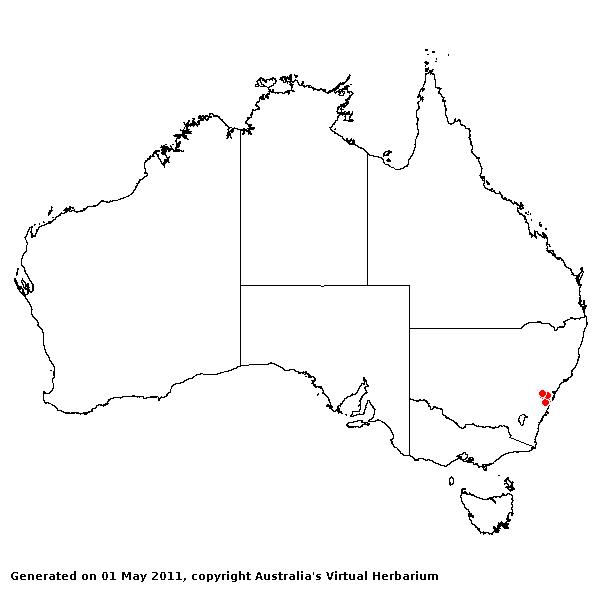 Notochloe microdon AVH 2011