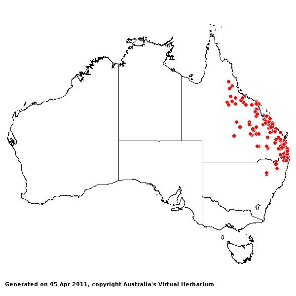 Aristida gracilipes AVH 2011