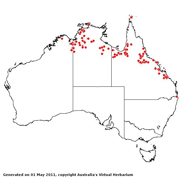 Ophiuros exaltatus AVH 2011
