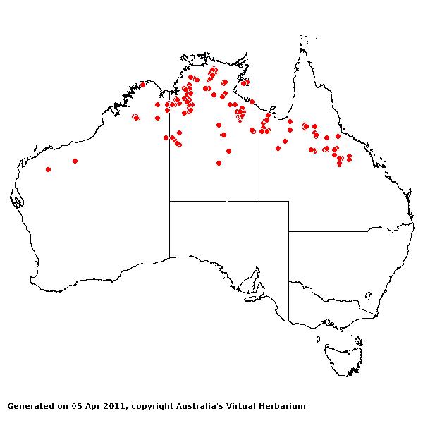Aristida exserta AVH 2011