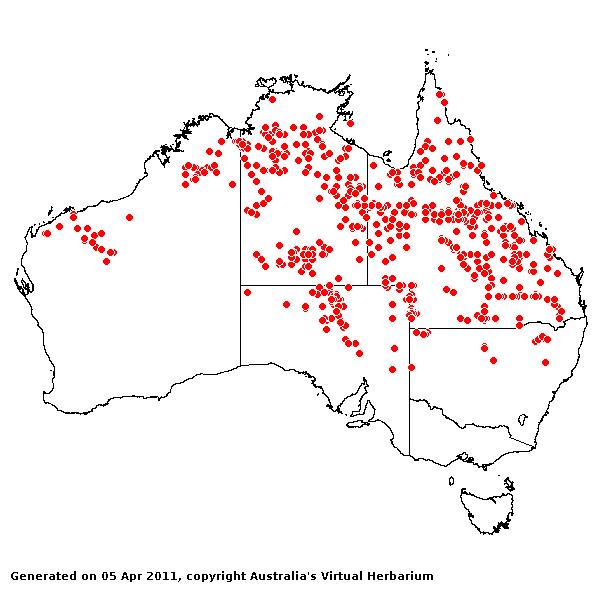 Aristida latifolia AVH 2011