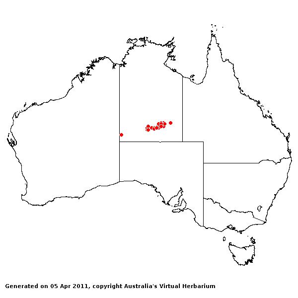 Aristida latzii AVH 2011