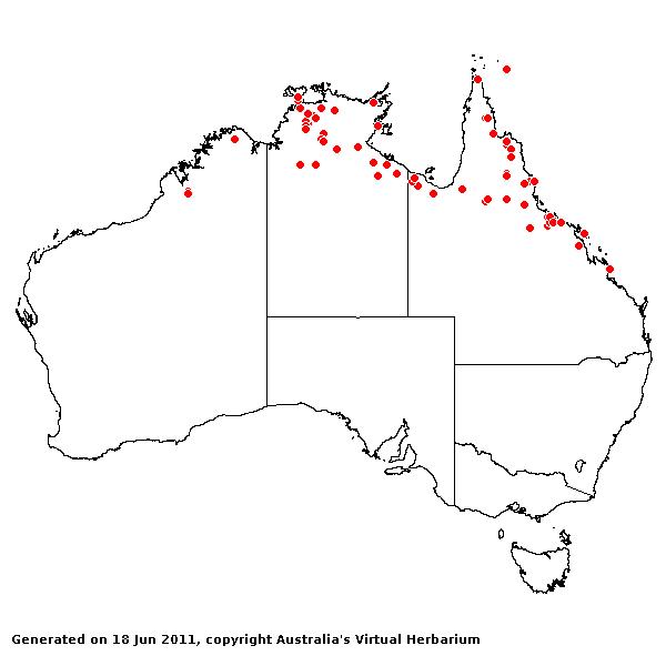 Vacoparis laxiflorum AVH 2011