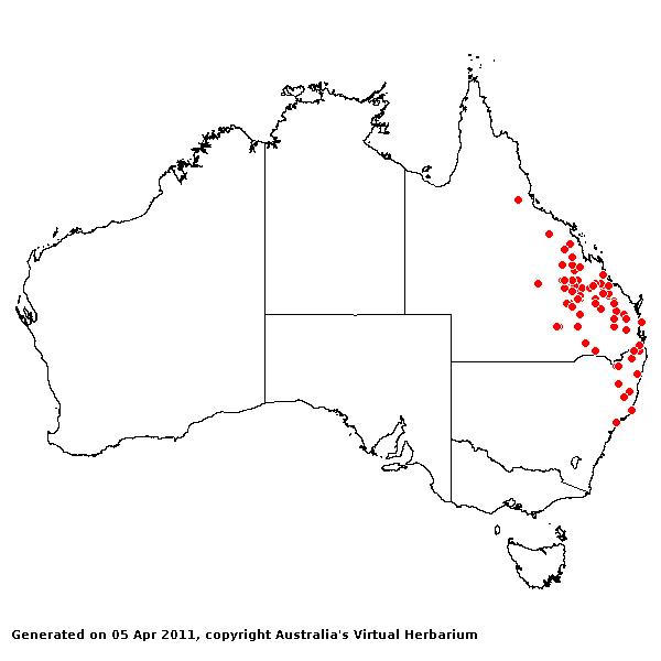 Aristida lignosa AVH 2011