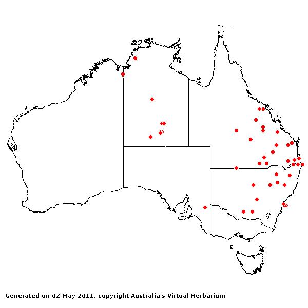 Panicum antidotale AVH 2011
