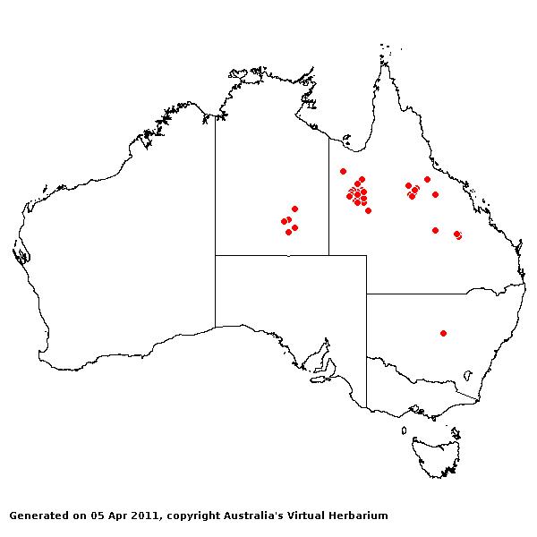 Aristida longicollis AVH 2011