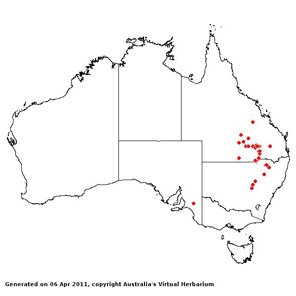 Aristida platychaeta AVH 2011