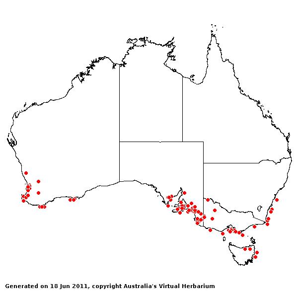 Vulpia fasciculata AVH 2011