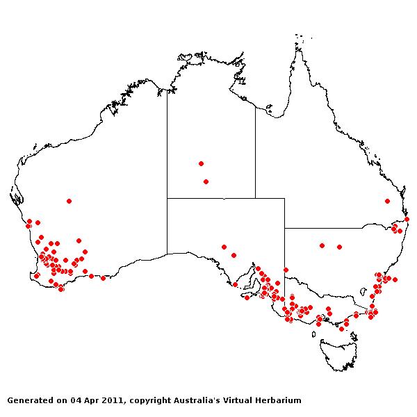 Amphipogon strictus AVH 2011
